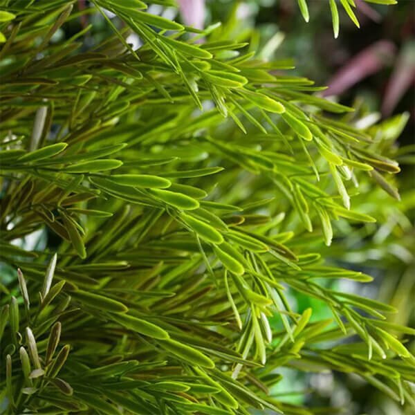 AGL Vistafolia Texture Boxes